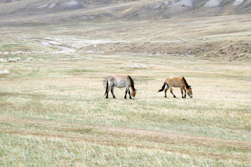 普泽瓦尔斯基马在蒙古图片