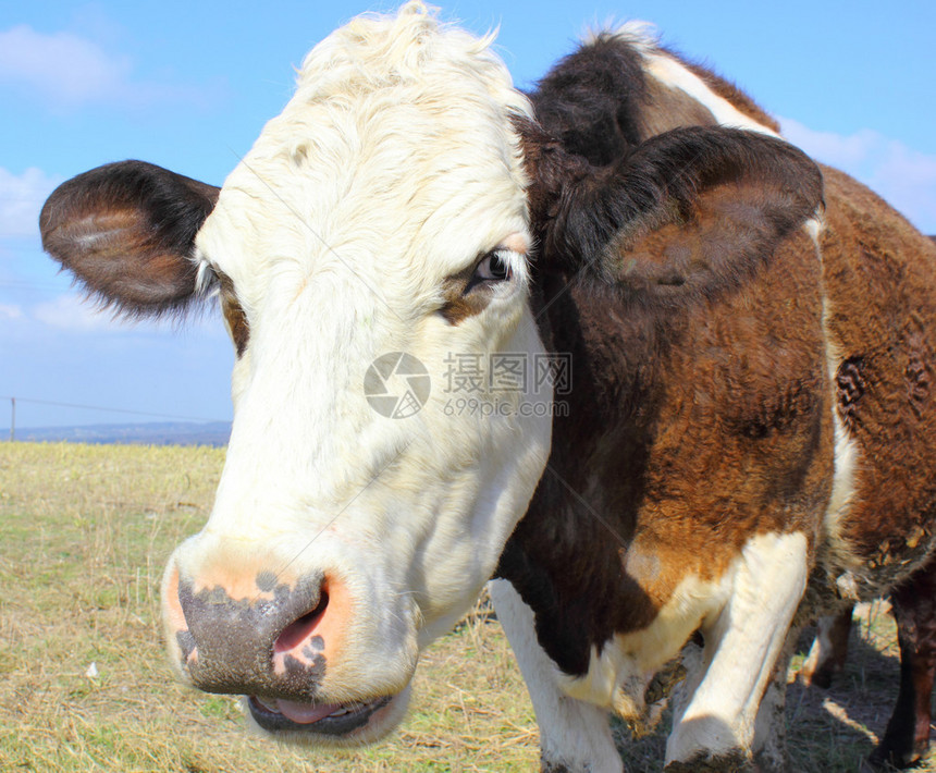 一头好奇的母牛在夏日图片