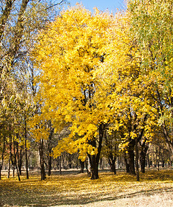 公园树上金叶美景秋景图片