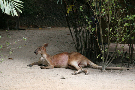 Kangaroo新加坡动图片