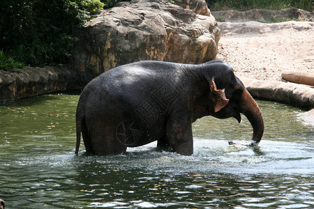 大象秀新加坡动图片