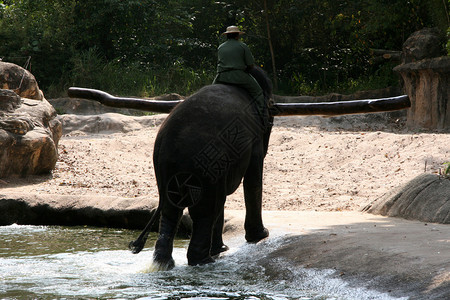 大象秀新加坡动图片