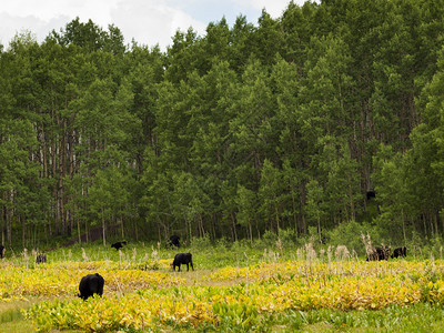 黑牛在科罗拉多州KeblerPass的森图片