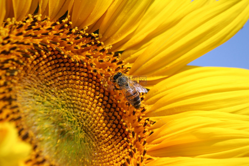 明亮的黄色向日葵和蜜蜂图片