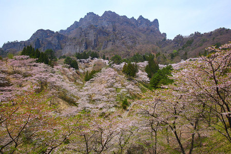 日本樱树和寒山Mt图片