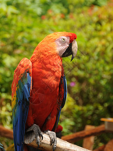 从亚马逊捕获的五颜六色的鹦鹉图片