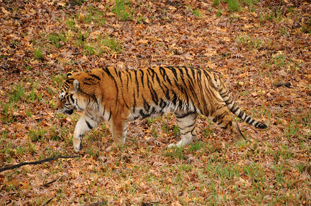 老虎在自然环境中图片