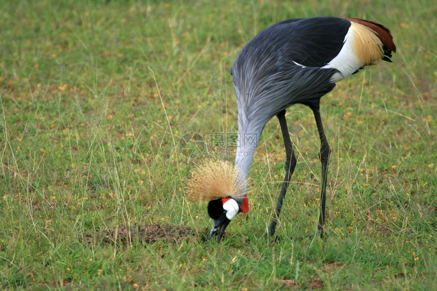 冠顶鹤乌干达默奇森公园野生动物园保护区图片