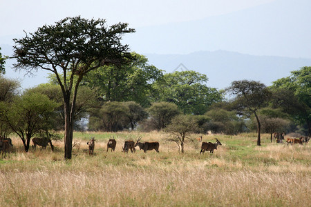 非洲坦桑尼亚公园野生动物保护区的Impa图片