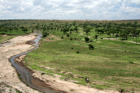 Tarangire公园非洲坦桑尼亚野图片