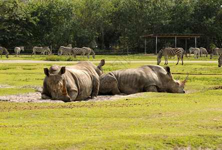 非洲野生动物园的犀牛和斑马图片