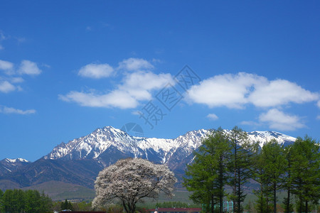 八棱海棠日本长野海棠树和八岳山背景