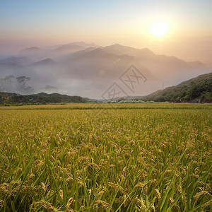 美丽的稻田和漂图片