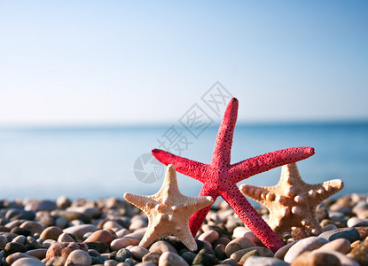 海滩上的三只海星图片