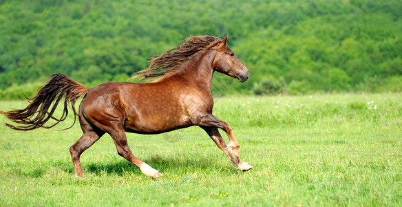 马在飞快的奔高清图片