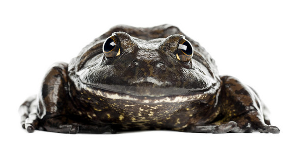美国公牛蛙或公牛蛙拉娜卡茨比亚纳白图片