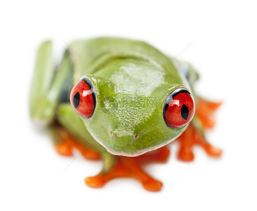 红眼树蛙Agalychnis图片