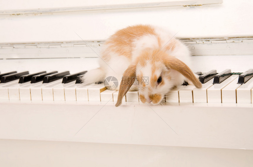 美丽的白兔坐在钢琴键上图片