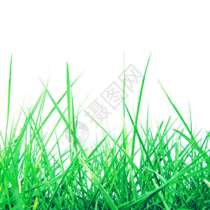 Greem草地背景图片