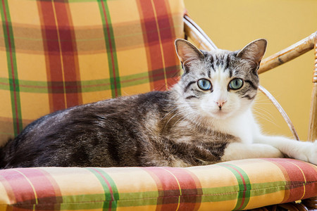 美丽的猫在优雅的羽毛椅子图片