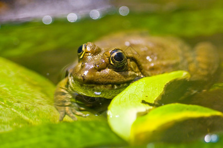 大青蛙坐在水里的叶子上以图片