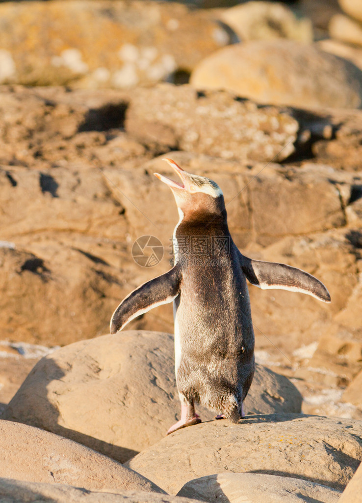 成年新西兰本土黄眼企鹅Megaddadytes图片