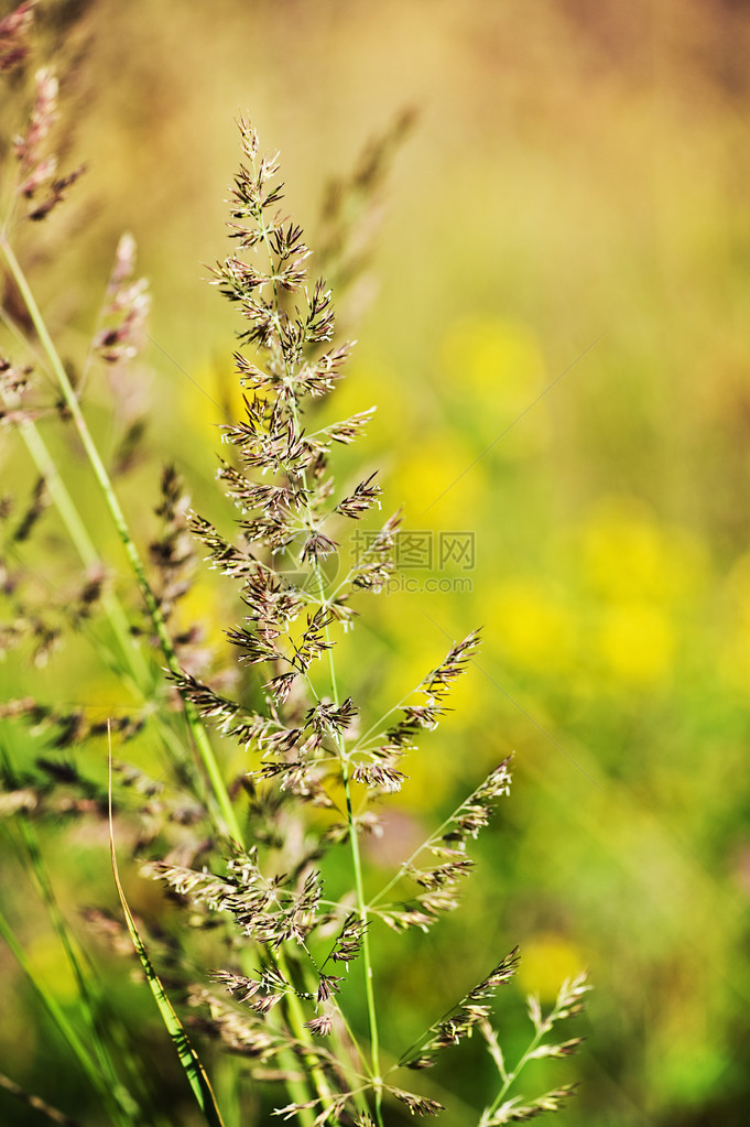 与绿草和羽毛草的夏天草甸背景图片