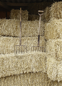 一堆稻草里的两把耙子农具背景图片