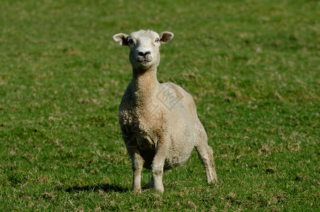 新西兰绵羊农场的母羊图片