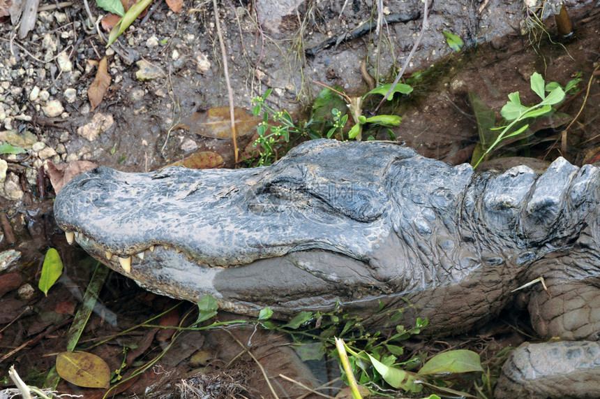 美国短吻鳄头部在泥中的特写图片