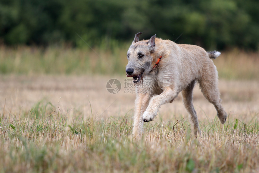 爱尔兰猎狼犬在田间奔跑图片