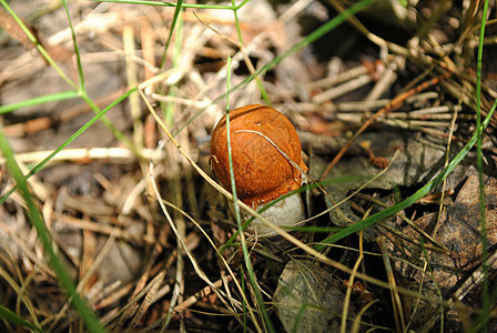 乌克兰森林的蘑菇橘子树图片