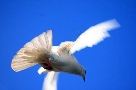 白鸽对蓝天图片