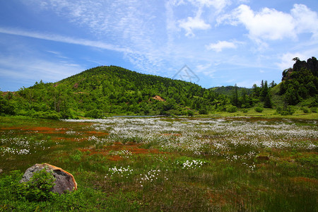 棉花草和山草津白根山日本图片