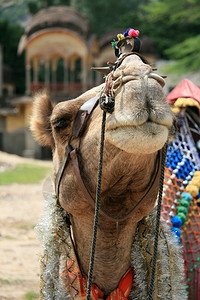 骆驼印度拉贾斯图片