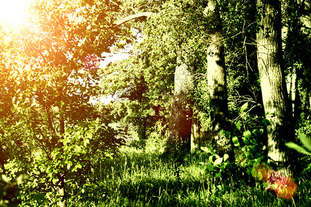 苏美尔的绿色森林与太阳图片