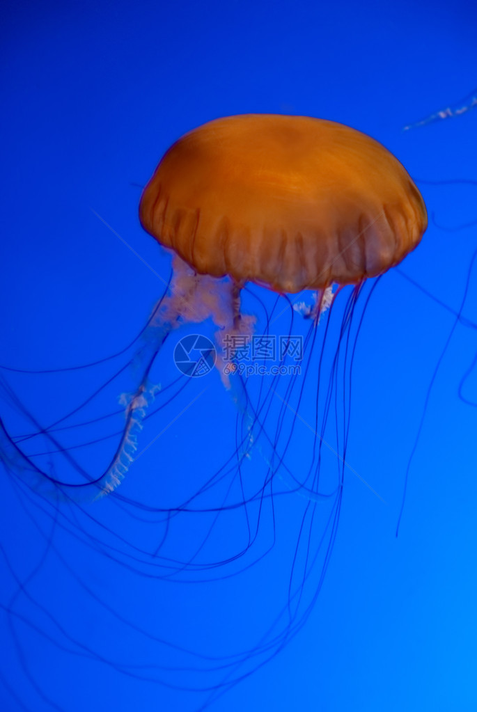 蓝色水背景水族馆中的橙色水母图片