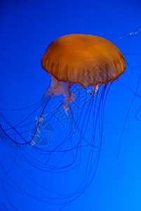 蓝色水背景水族馆中的橙色水母图片