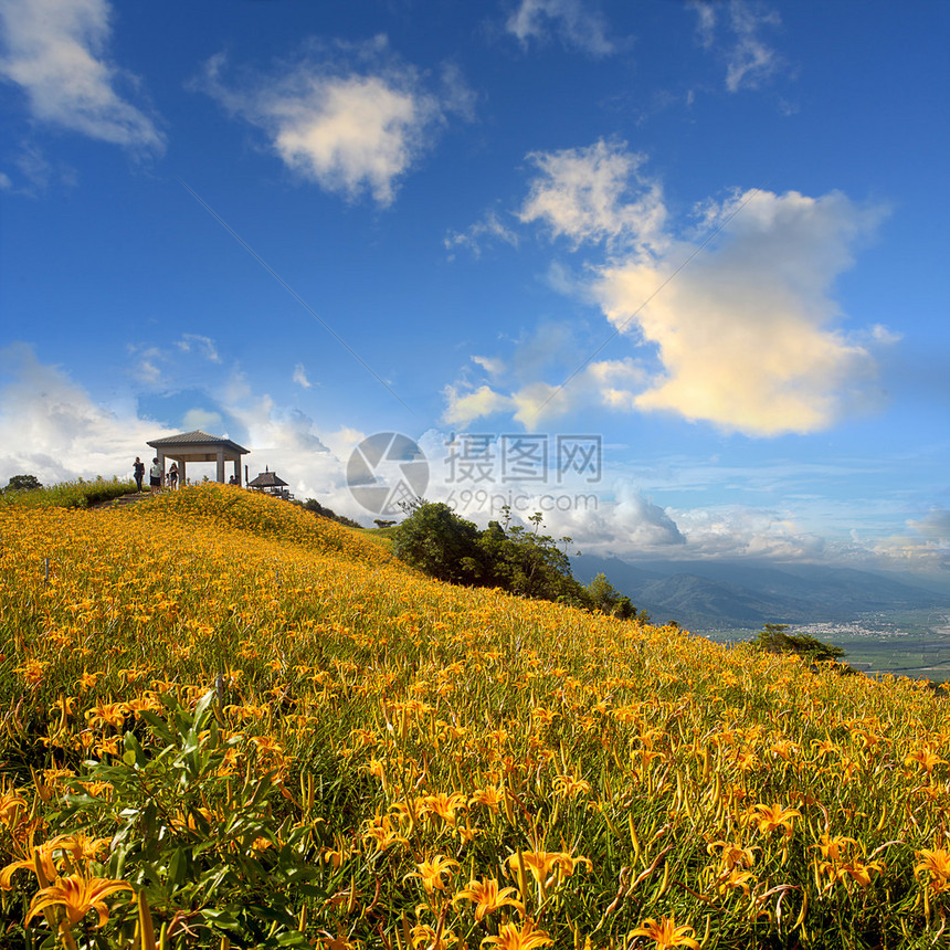 花莲节六十石山的黄花菜图片