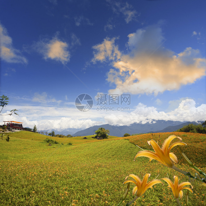 花莲节六十石山的黄花菜图片