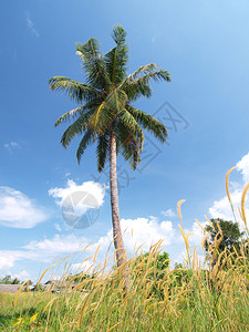泰国蓝天绿草椰子树图片