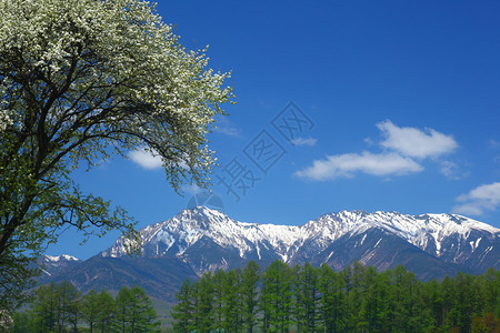 日本长野海棠树和八岳山图片