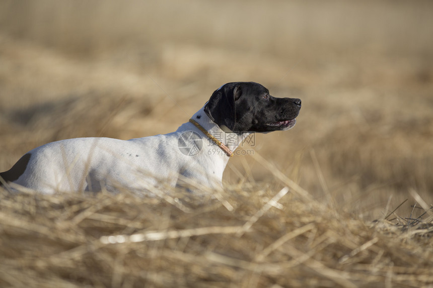 站在种植小麦田边的点尖犬Purprebred图片