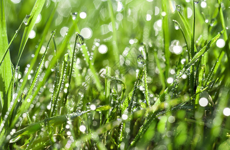 绿草与水滴背景特写图片