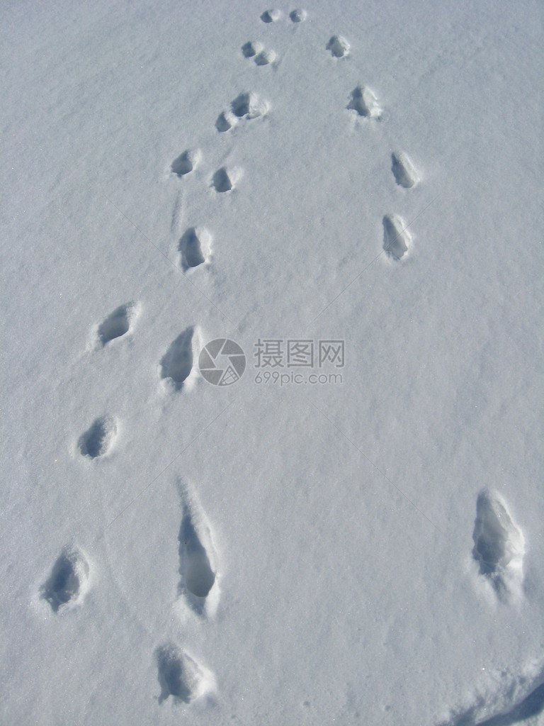 在雪地上留下了许多精确的痕迹图片