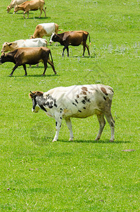 在绿色的田野上吃草的奶牛图片