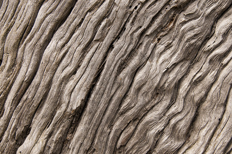 背景中老灰树的结节表面图片