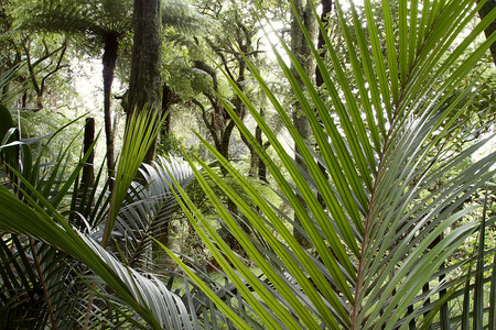 热带丛林中茂盛的树叶图片