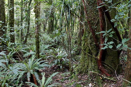 热带丛林中茂盛的树叶图片
