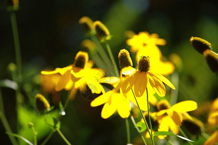 Rudbeckikias黑眼苏珊图片